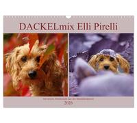 DACKELmix Elli Pirelli (Wandkalender 2026 DIN A3 quer), CALVENDO Monatskalender: ....mit neuen Abenteuern aus der Hundeknipserei