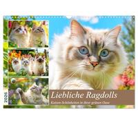 D'adorables ragdolls. Des beautés félines dans leur oasis de verdure, Version française (Calendrier mural 2026 DIN A3 portrait), Calendrier CALVENDO mensuel