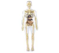 DAGLLGEW Modèle de Structure corporelle Humaine Transparent Amovible 3D pour Enfants, Jouets éducatifs pour garçons et Filles, modèle Anatomique du Corps Humain pour Enfants