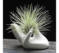Dahey Mini Support en céramique en Forme de Main pour Plantes aériennes Tillandsia - Décoration d'intérieur pour Bureau, Table, étagère, Blanc, 1 lot (Plante Non Incluse)