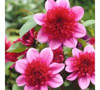 Dahlia blue bayou - 3