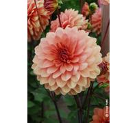 Dahlia decorativus 'Château de la Bourdaisière' / Dahlia Décoratif Château de la Bourdaisière/Conteneur de 3 à 4 litres/Vivace estivale