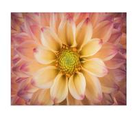 Dahlia : Fleur colorée en Gros Plan，1000 Pièces Puzzle en Papier Créatif Difficile Grand Puzzle Éducatif Anti-Stress Jouets pour Adultes Enfants Cadeau De Divertissement（38x26cm）-U9