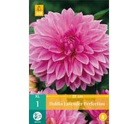 Dahlia Lavender Perfection (1 pièce) | Oignons de dahlia de Jub Holland