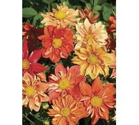 Dahlia nain Sunny Reggae 15 Grains