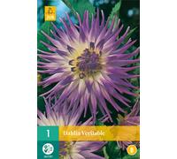 Dahlia Veritable (1 pièce) | Oignons de dahlia de Jub Holland