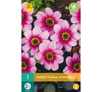 Dahlia Wishes 'N Dreams (1 pièce) | Bulbes de dahlia de Jub Holland
