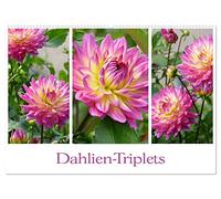 Dahlien-Triplets (Wandkalender 2026 DIN A2 quer), CALVENDO Monatskalender: Auf jeder Kalenderseite: Dahlien im Dreierpack