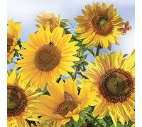 DAISY Lot de 20 serviettes en papier de soie à 3 plis pour découpage, déjeuner, 33 cm x 33 cm, motif tournesols dans le ciel