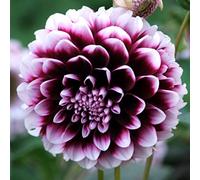 Dalia | Zinnia | Bulbi di Dalia | Bulbi Fiori Perenni | Piante in vaso da interno, decorazione del giardino