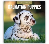 Dalmatian Puppies 2026 Square Wall Calendar