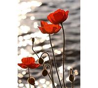 Dalykf Toile Art sauvage fleur rouge coquelicots paysage peinture à l'huile sur toile moderne mur Art mur photo, pour la décoration de salon Pas de cadre (Size : 60 x90cm No Frame)