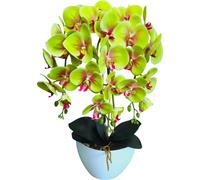 Damich 3pgz orchidée artificielle, verte, en caoutchouc, comme vivante