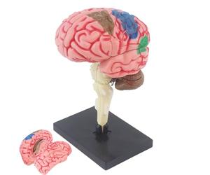 d'anatomie du cerveau 3D - de cerveau fonctionnel à code couleur | conception anatomique durable avec présentoir | Enseignement bricolage neurosciences salle de classe laboratoire éducati