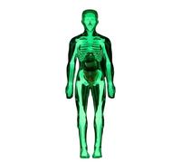 d'Anatomie Humaine Jouet D'Organes Phosphorescents | d'Anatomie pour Pour Âge 8+ Garçons et Filles Biologie Physiologie Apprentissage Expériences Scolaires Halloween