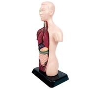 d'Anatomie Jouet Scientifique Pédagogique