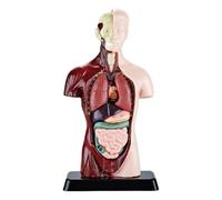 d'Anatomie Kit Scientifique Réaliste Détachable Éducatif