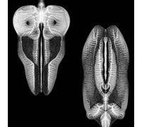 Dances In Dreams Of The Known Unknown