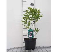 Daphne od. 'Aureomarginata' - Bois Joli Odorant Panaché, Daphné D'Hiver Panaché 20- 25 cm en pot