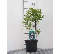 Daphne od. 'Aureomarginata' - Daphné Aureomarginata 20- 25 cm conteneur