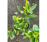 Daphne odora 'Aureomarginata' - Daphné en conteneur 20 - 25 cm
