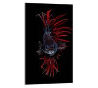 DarHaus Plaque de recouvrement, 30 x 52 cm, en verre, pour cuisinières électrique, à induction, convient comme décoration, protection anti-éclaboussures ou planche à découper, Poisson Noir