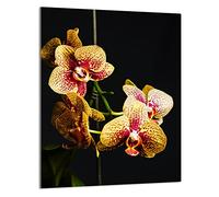 DarHaus Plaque de recouvrement, 40 x 52 cm, en verre, pour cuisinières électrique, à induction, convient comme décoration, protection anti-éclaboussures ou planche à découper, Orchidée Noir