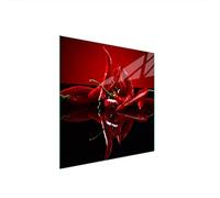 DarHaus Plaque de recouvrement, 50 x 52 cm, en verre, pour cuisinières électrique, à induction, convient comme décoration, protection anti-éclaboussures ou planche à découper, Chili Rouge