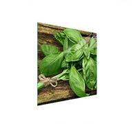 DarHaus Plaque de recouvrement, 50 x 52 cm, en verre, pour cuisinières électrique, à induction, convient comme décoration, protection anti-éclaboussures ou planche à découper, Basilic Vert