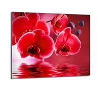 DarHaus Plaque de recouvrement, 60 x 52 cm, en verre, pour cuisinières électrique, à induction, convient comme décoration, protection anti-éclaboussures ou planche à découper, Orchidée Rouge