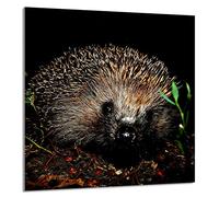 DarHaus Protection anti-éclaboussures en verre trempé 60 x 65 cm - Verre décoratif avec ruban adhésif - Paroi arrière en verre pour cuisine - Plaque de protection induction, Hérisson Animal