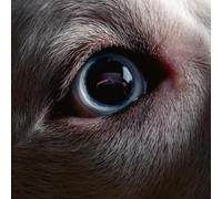 DARK SIDE OF THE MOON REDUX by Roger Waters [CD] NEUF