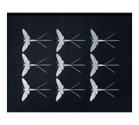Darren Smith - Mayflies