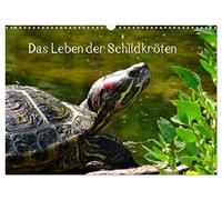 Das Leben der Schildkröten (Wandkalender 2026 DIN A3 quer), CALVENDO Monatskalender: Einzigartige Reptilien: Land- und Wasserschildkröten
