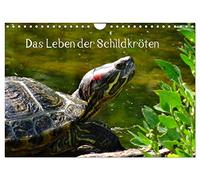 Das Leben der Schildkröten (Wandkalender 2026 DIN A4 quer), CALVENDO Monatskalender: Einzigartige Reptilien: Land- und Wasserschildkröten
