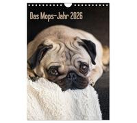 Das Mops-Jahr 2026 (Wandkalender 2026 DIN A4 hoch), CALVENDO Monatskalender: Die Mops-Hündin "Hilde" ist die ständige, vierbeinige Begleitung von Fotojournalistin Beate Zoellner