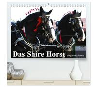 Das Shire Horse. Impressionen (hochwertiger Premium Wandkalender 2026 DIN A2 quer), Kunstdruck in Hochglanz: Die sanften Riesen mit den schönen Puschelfüssen