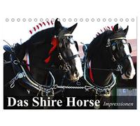Das Shire Horse. Impressionen (Tischkalender 2026 DIN A5 quer), CALVENDO Monatskalender: Die sanften Riesen mit den schönen Puschelfüssen