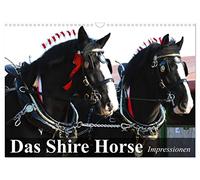 Das Shire Horse. Impressionen (Wandkalender 2026 DIN A3 quer), CALVENDO Monatskalender: Die sanften Riesen mit den schönen Puschelfüssen