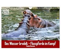 Das Wasser brodelt - Flusspferde im Kampf (Wandkalender 2026 DIN A4 quer), CALVENDO Monatskalender: Eines der gefährlichsten Tiere der Welt im Kampf