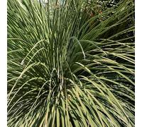 Dasylirion Longissimum Western Desert Dreams 40/60 cm Pot 7l - Plante En Pot - Hauteur 40/60 Cm - Exposition Soleil Sol