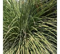 Dasylirion Western Desert Dreams 40/60 cm Pot 3l - Plante En Pot - Floraison Été - Hauteur 40/60 Cm - Exposition Soleil Sol