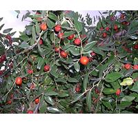 Date chinoise, Ziziphus jujube, Graines d'arbres (comestibles, Hardy, couleurs d'automne) 5