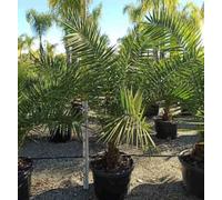 Dattier des canaris 25 l- 125-150 cm