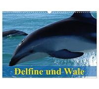 Dauphins et baleines, Version française (Calendrier mural 2026 DIN A3 portrait), Calendrier CALVENDO mensuel