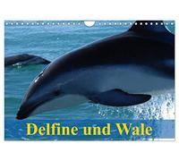 Dauphins et baleines, Version française (Calendrier mural 2026 DIN A4 portrait), Calendrier CALVENDO mensuel