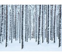 David Clapp (Frosted Trees, Finland 60 x 80 cm Toile Imprimée