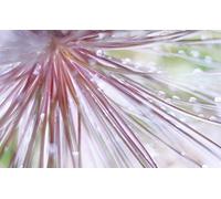 David Dondero - Simple Love