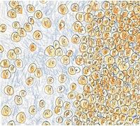 David Greenberger & Dozens - Greenberger, David & Dozens : Near The Edge Of The Penny Jar Spill [Compact Discs]