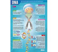 Daydream Education ADN | Affiches scientifiques | Papier brillant laminé mesurant 850 mm x 594 mm (A1) | Tableaux scientifiques pour la salle de classe | Tableaux éducatifs